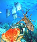 [  ] 魚類的活體運(yùn)輸